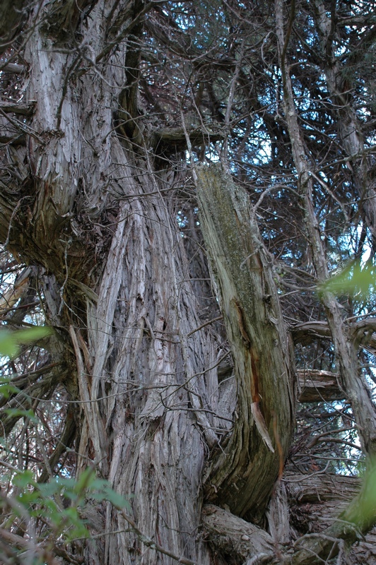 Image of Juniperus seravschanica specimen.