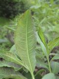 Rhododendron luteum. Лист (вид снизу; var. glaucum). Владивосток, ботанический сад-институт ДВО РАН. 18 июня 2011 г.