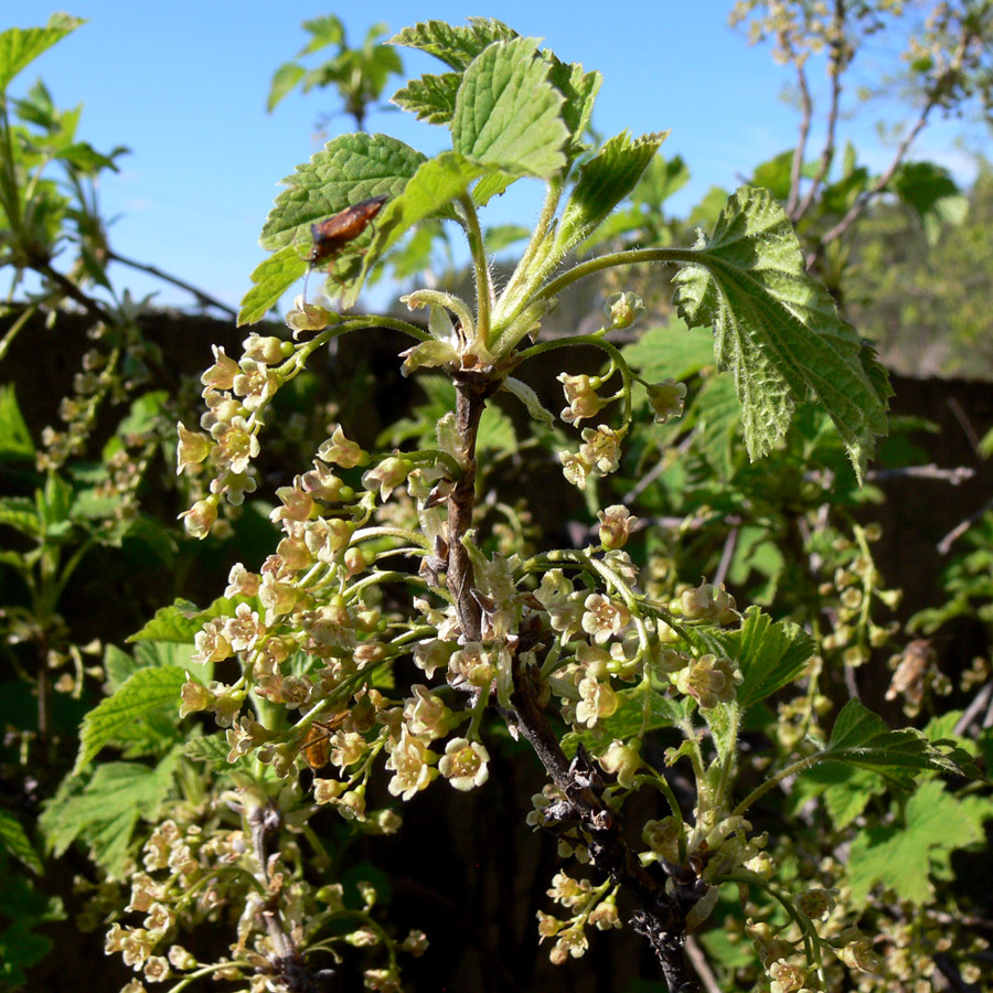 Image of Ribes hispidulum specimen.