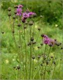 Centaurea scabiosa