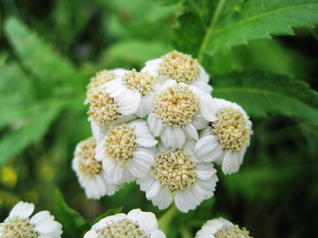 Изображение особи Pyrethrum macrophyllum.