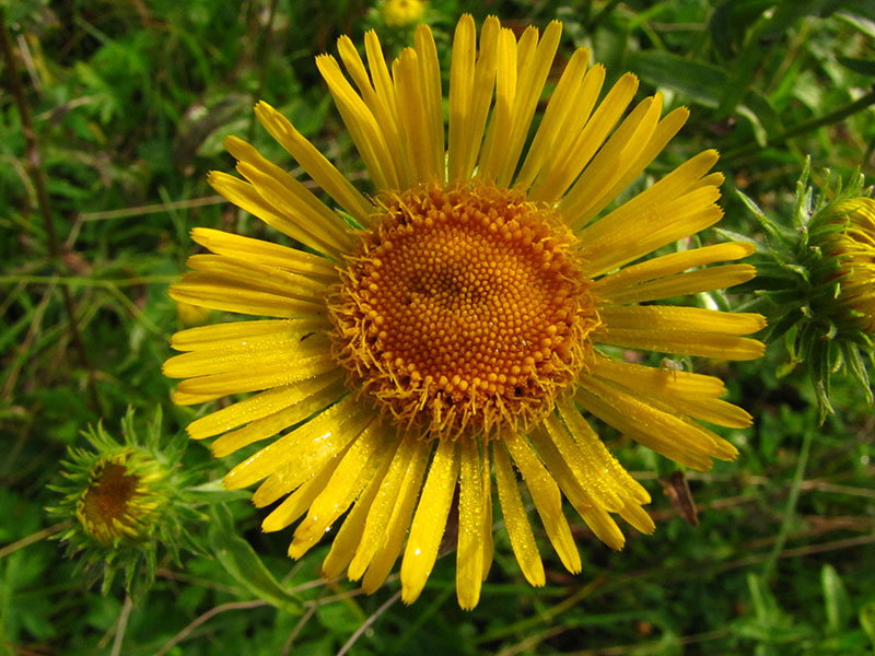 Image of Inula britannica specimen.