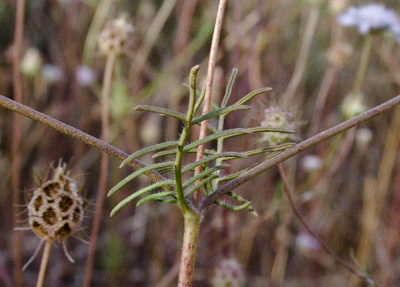 Image of Sixalix arenaria specimen.