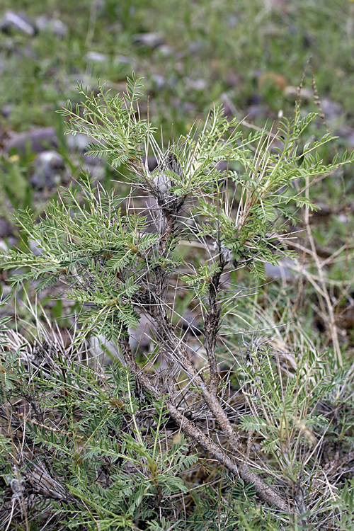 Image of Astragalus pterocephalus specimen.