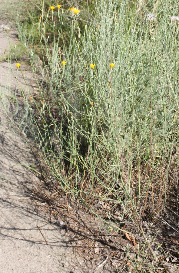 Image of Chondrilla juncea specimen.