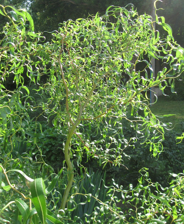 Image of Salix matsudana specimen.