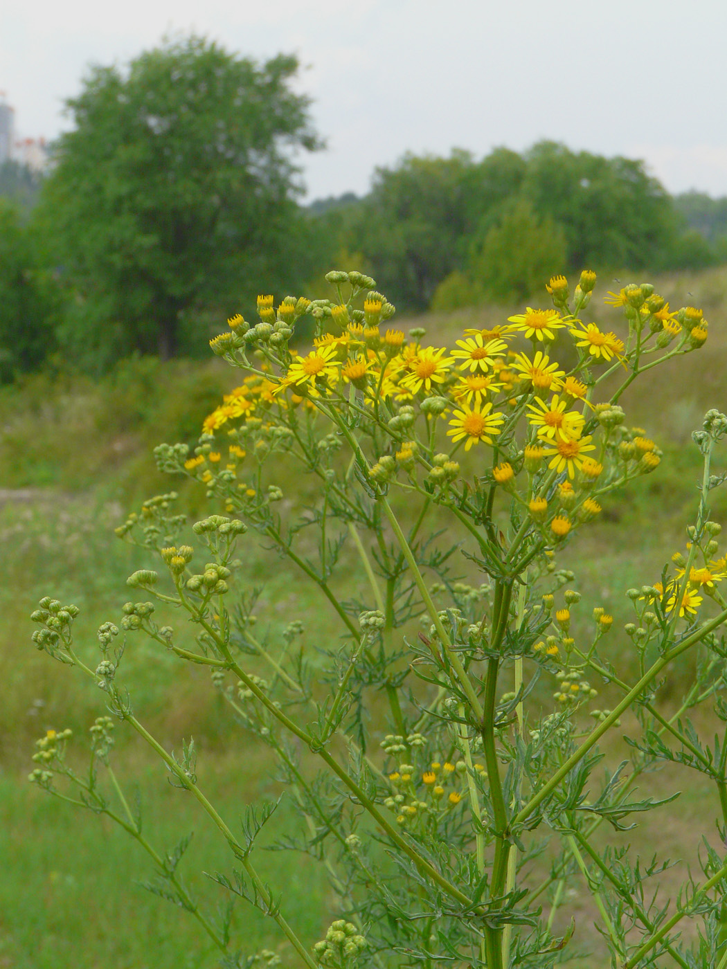 Image of Senecio erucifolius specimen.