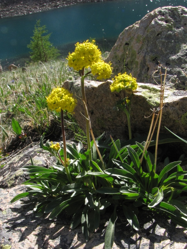 Image of Patrinia sibirica specimen.