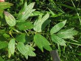 Thalictrum flavum