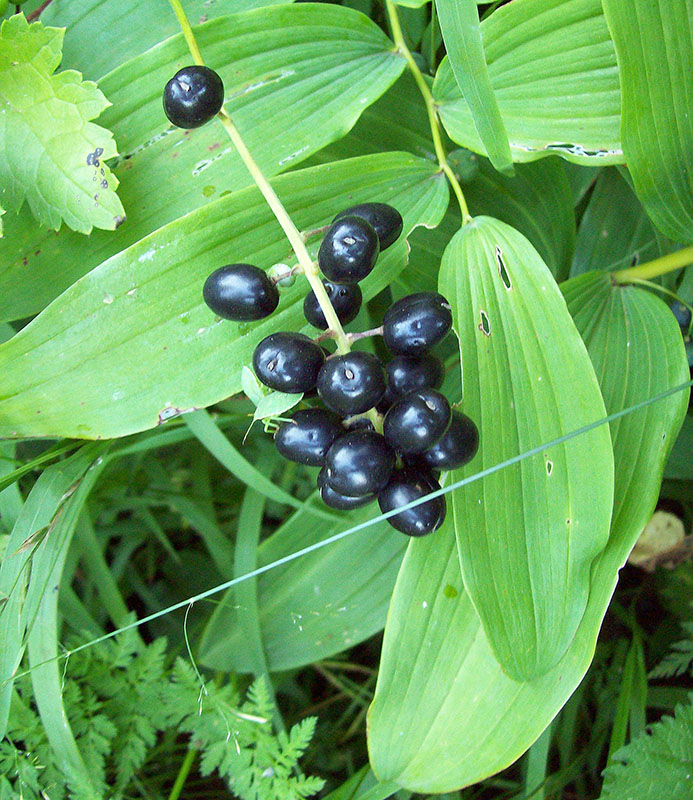 Image of Actaea spicata specimen.