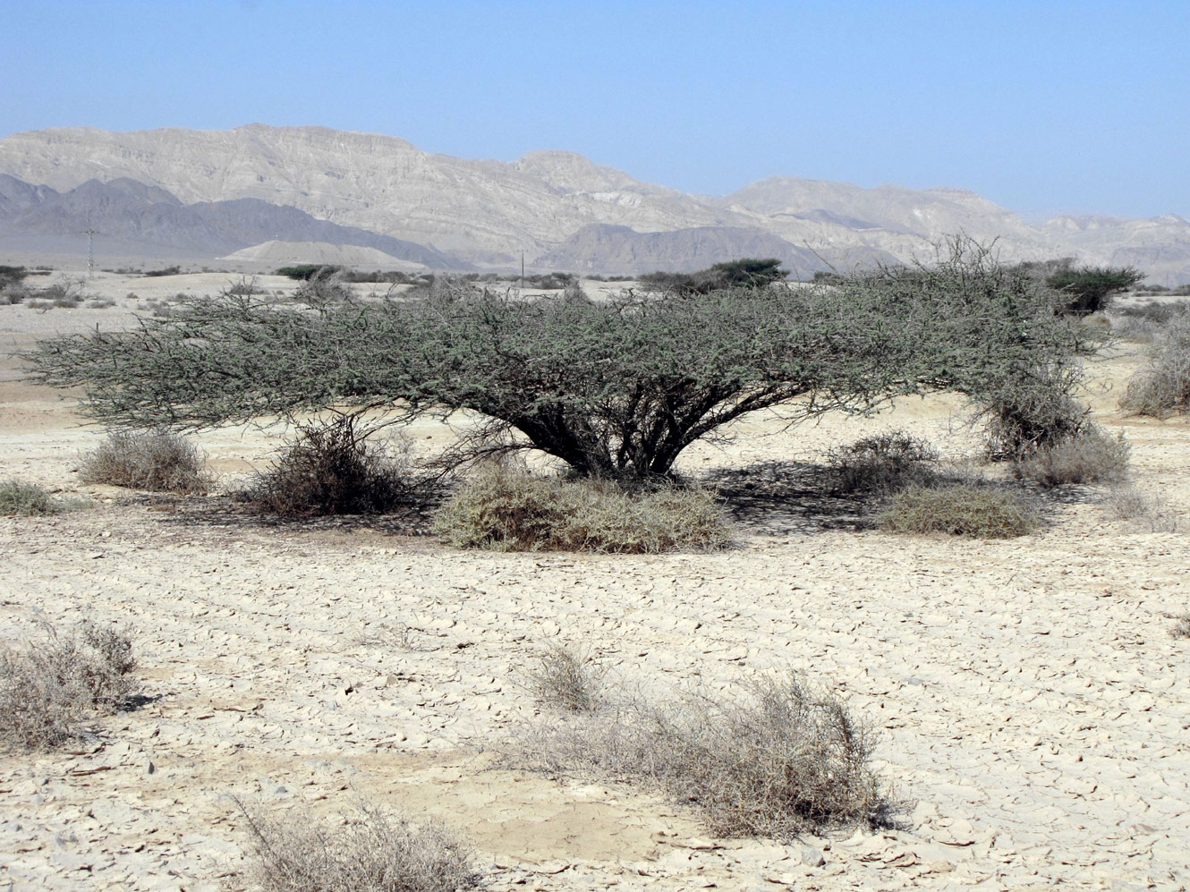 Image of Vachellia tortilis specimen.