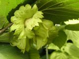 Corylus heterophylla