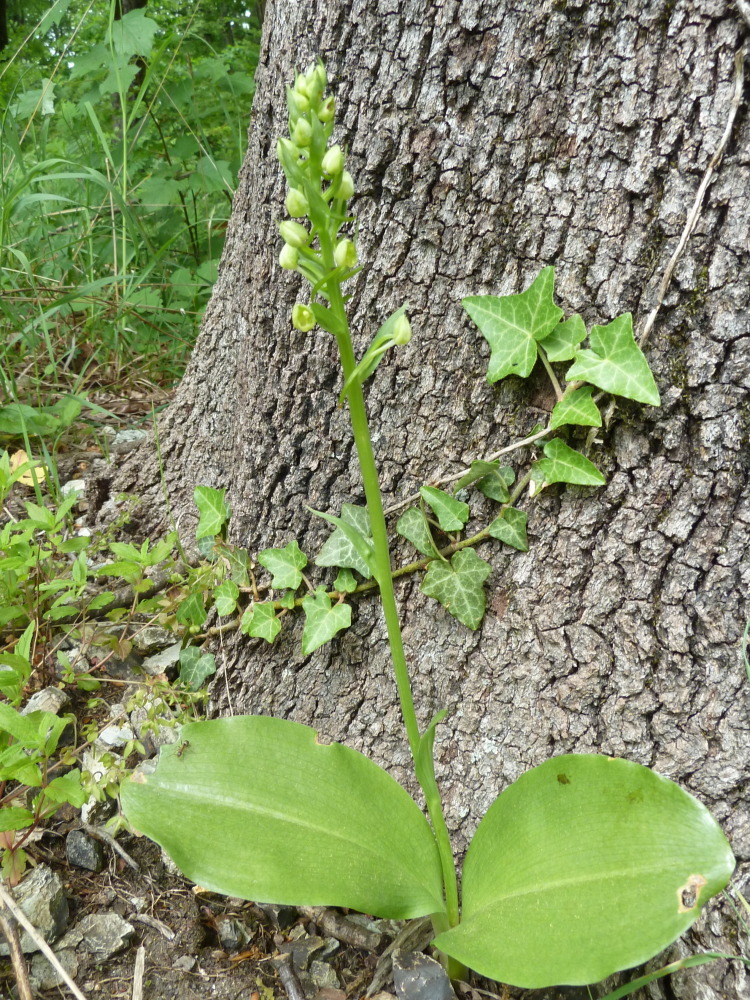 Изображение особи Platanthera chlorantha.