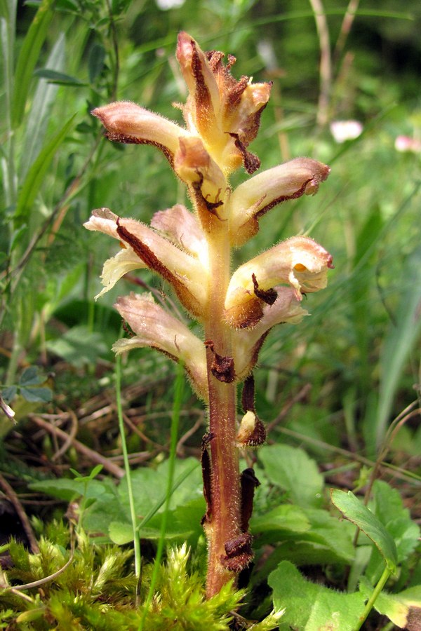 Image of Orobanche lutea specimen.