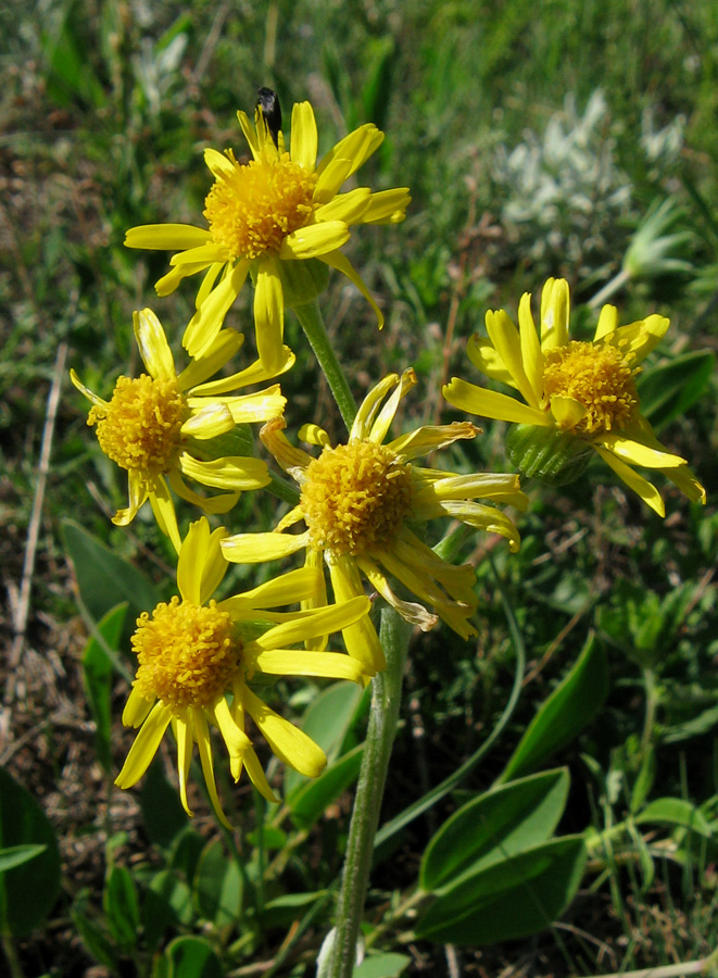 Image of Tephroseris jailicola specimen.