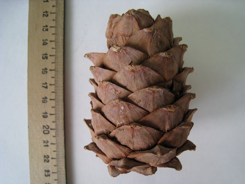 Изображение особи Pinus sibirica.