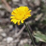 Anthemis tinctoria