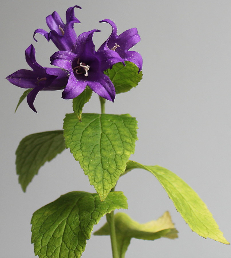 Image of Campanula latifolia specimen.