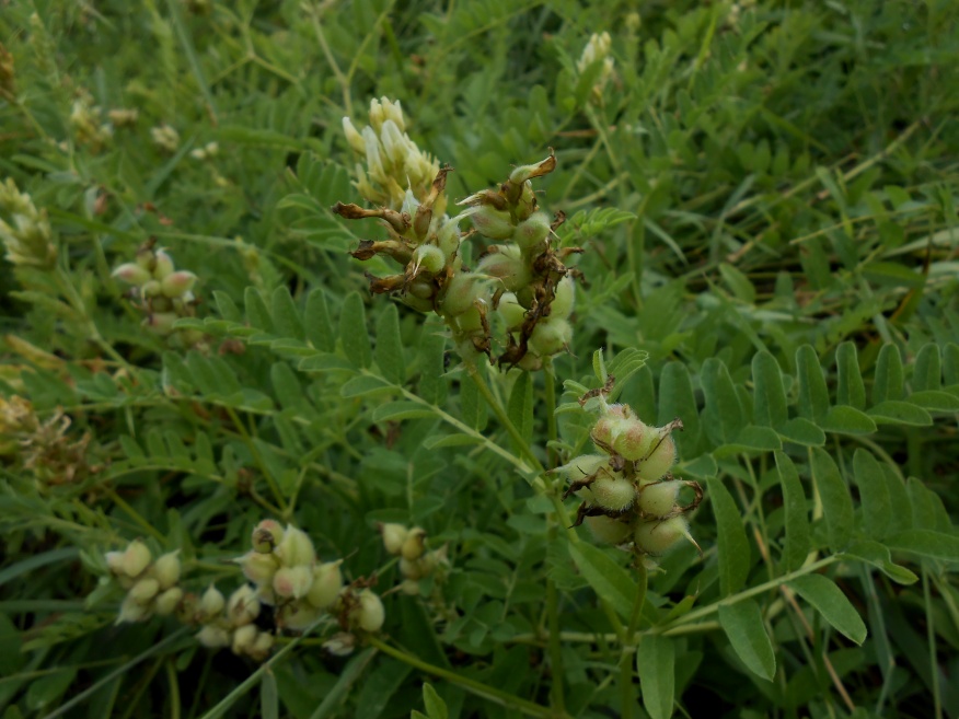 Image of Astragalus cicer specimen.