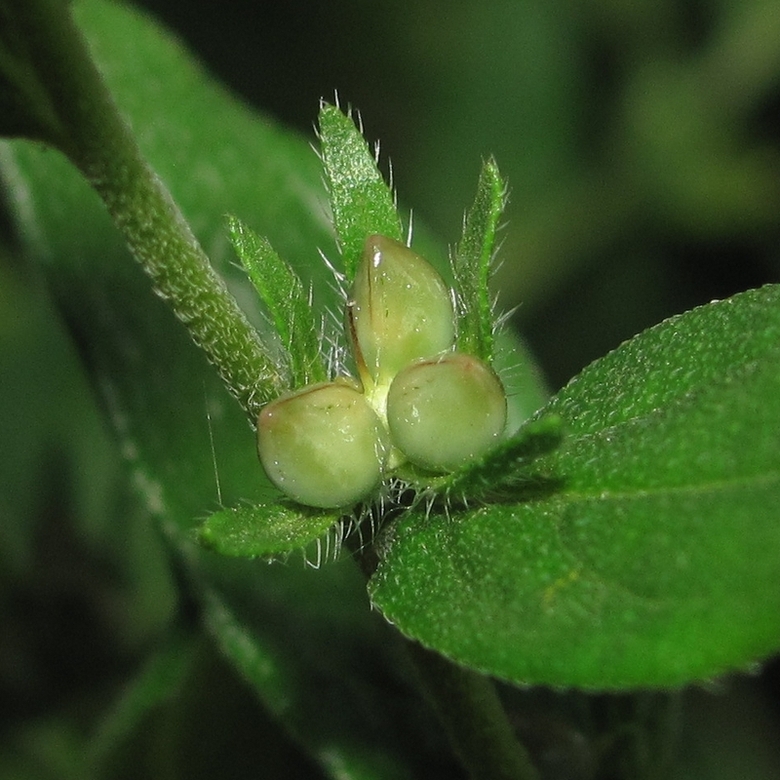 Image of Lithospermum officinale specimen.