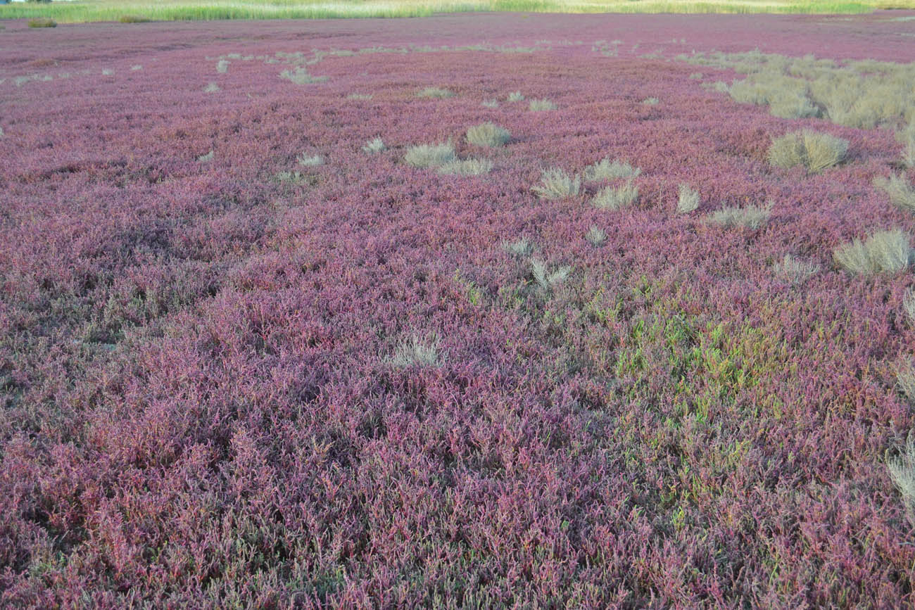 Изображение особи Salicornia perennans.