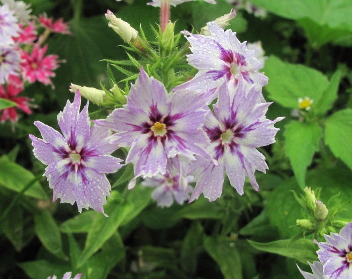 Изображение особи Phlox drummondii.