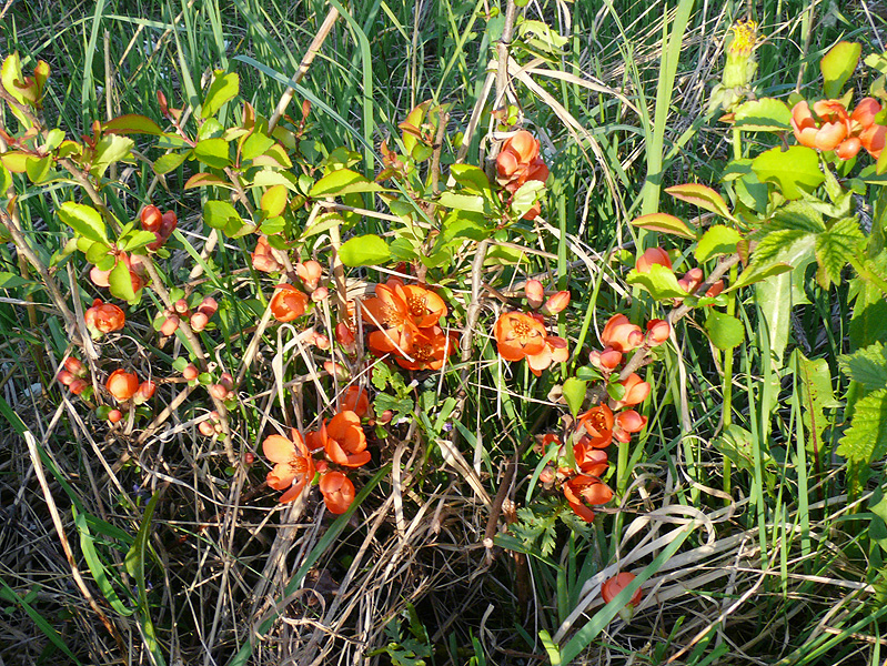 Image of Chaenomeles japonica specimen.