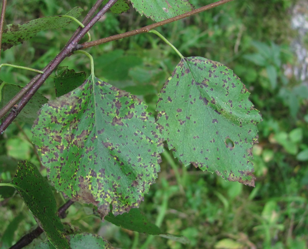 Изображение особи Betula pubescens.