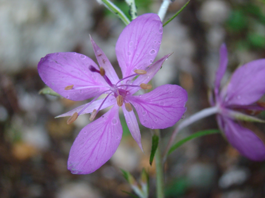 Image of Chamaenerion colchicum specimen.