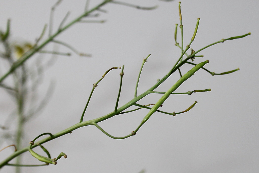 Image of Diplotaxis tenuifolia specimen.