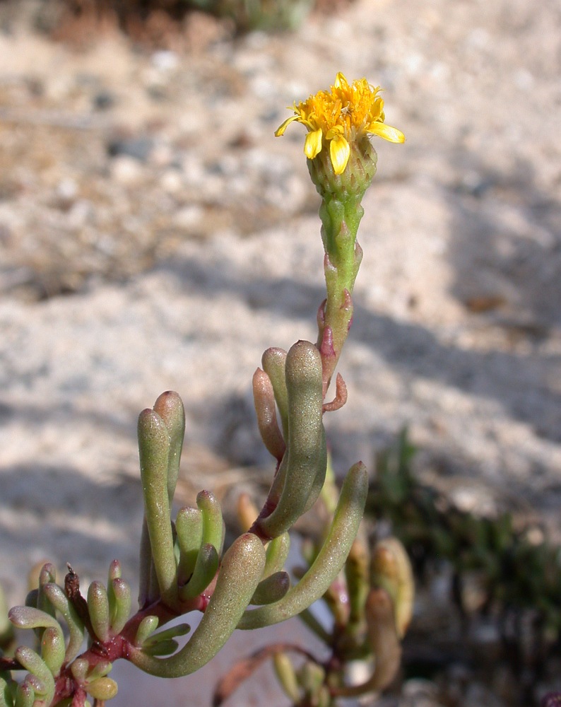 Изображение особи Limbarda crithmoides.