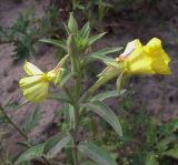 genus Oenothera. Верхушка цветущего растения. Курская обл., Железногорский р-н, ур. Кармановская дача, у р. Мицень. 22 июля 2007 г.