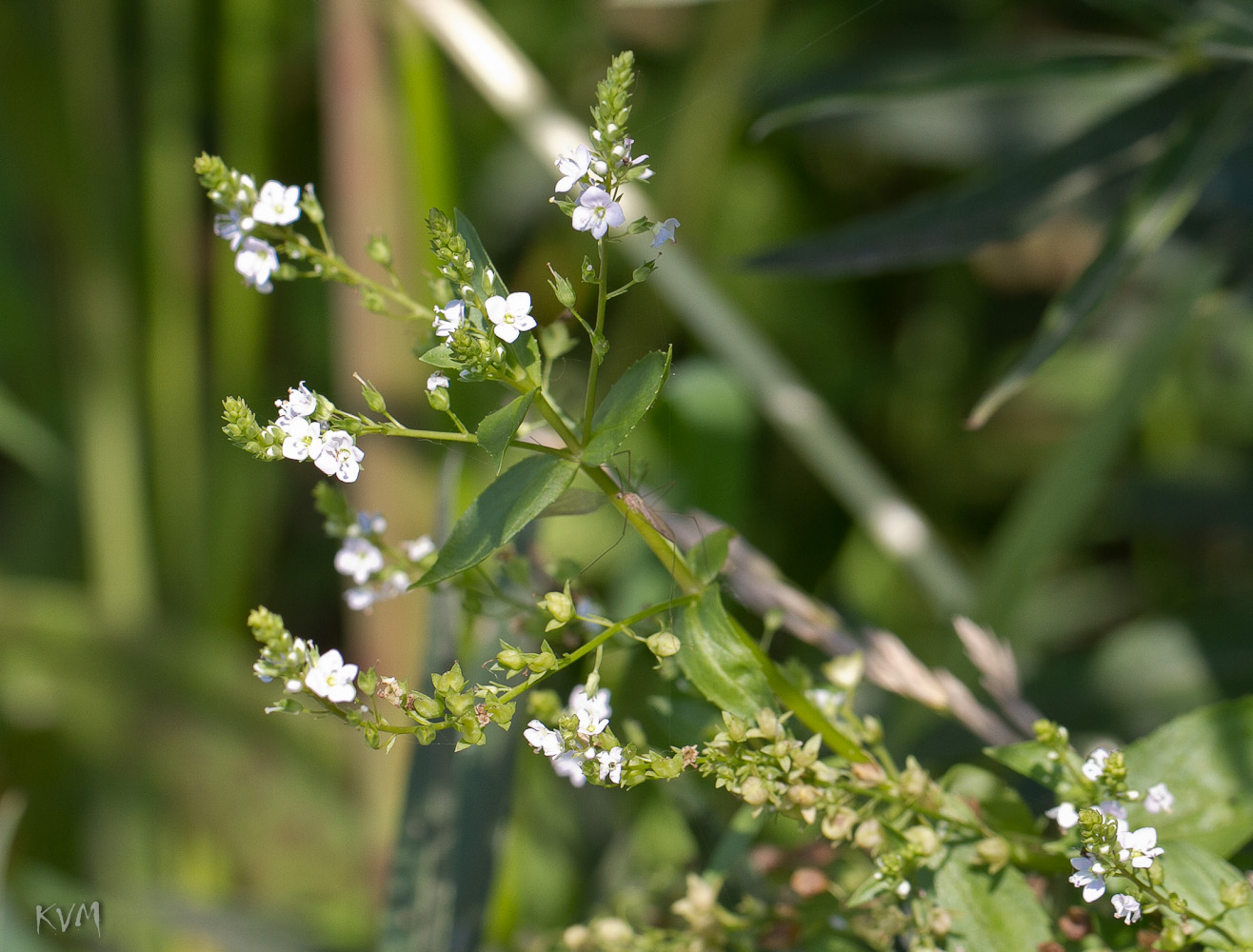 Изображение особи Veronica anagallis-aquatica.