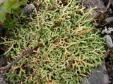 Selaginella borealis. Растение на каменистом склоне в сообществе с Saxifraga bronchialis. Хабаровский край, Ванинский р-н, гольцовая зона горы Бестак. 06.07.2008.