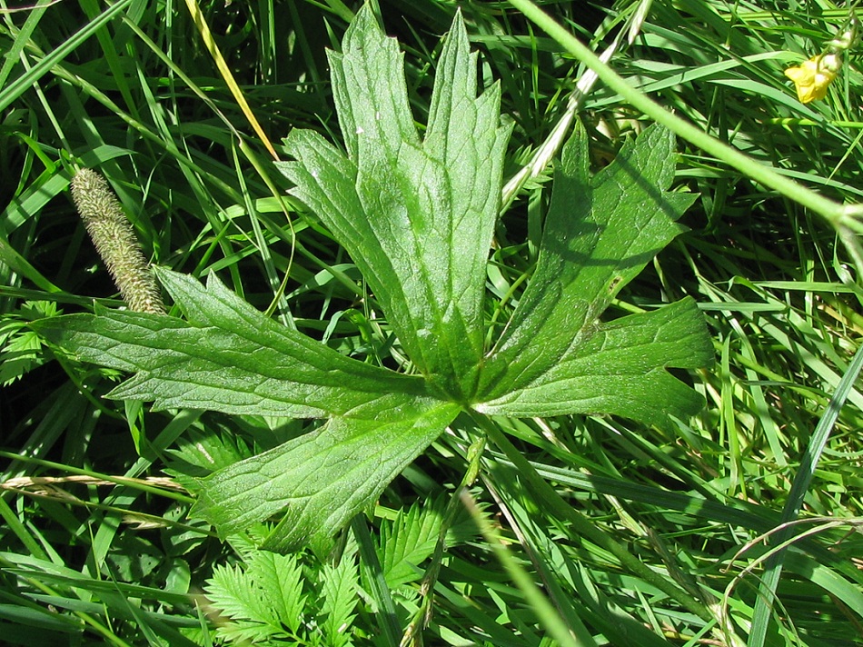 Image of Ranunculus repens specimen.