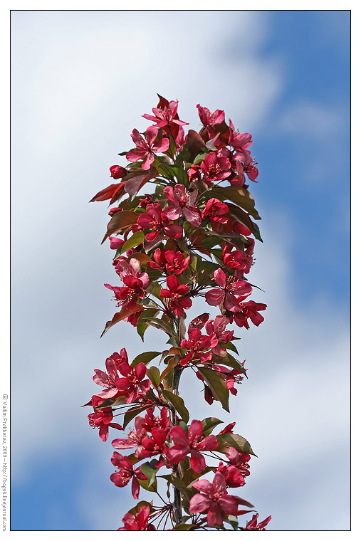 Image of Malus &times; purpurea specimen.