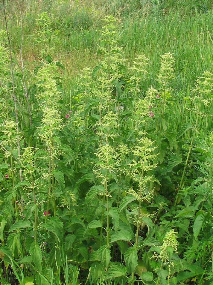 Image of Urtica dioica specimen.