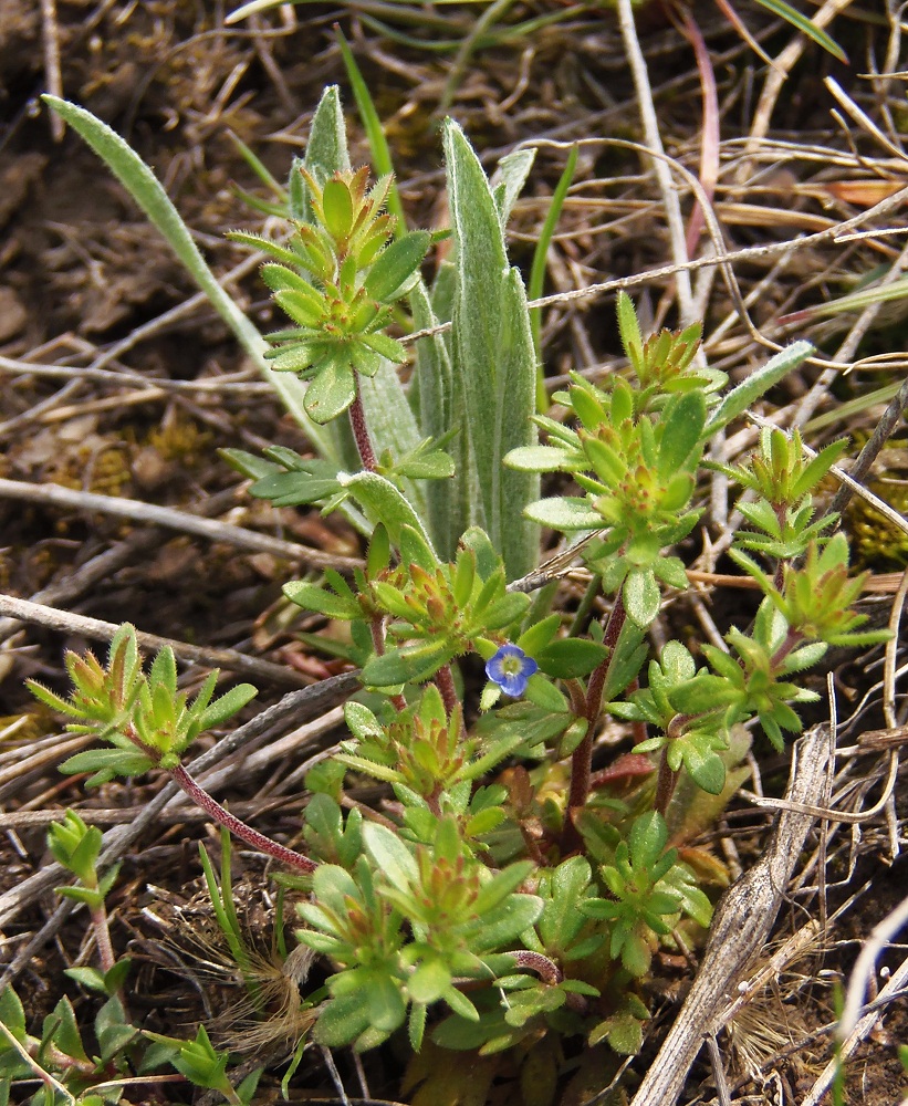 Image of Veronica verna specimen.