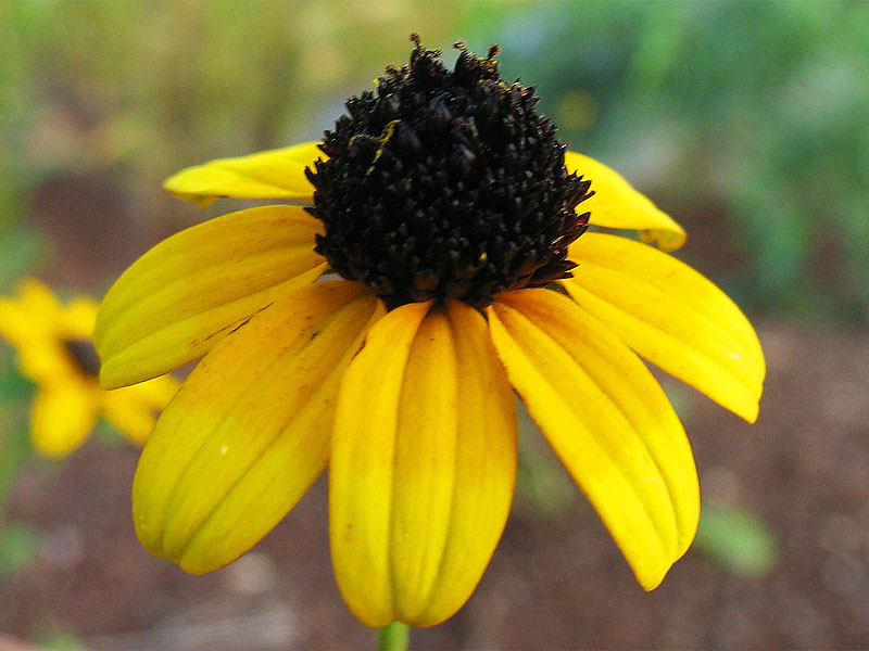 Желтый цветок с черной серединкой название фото