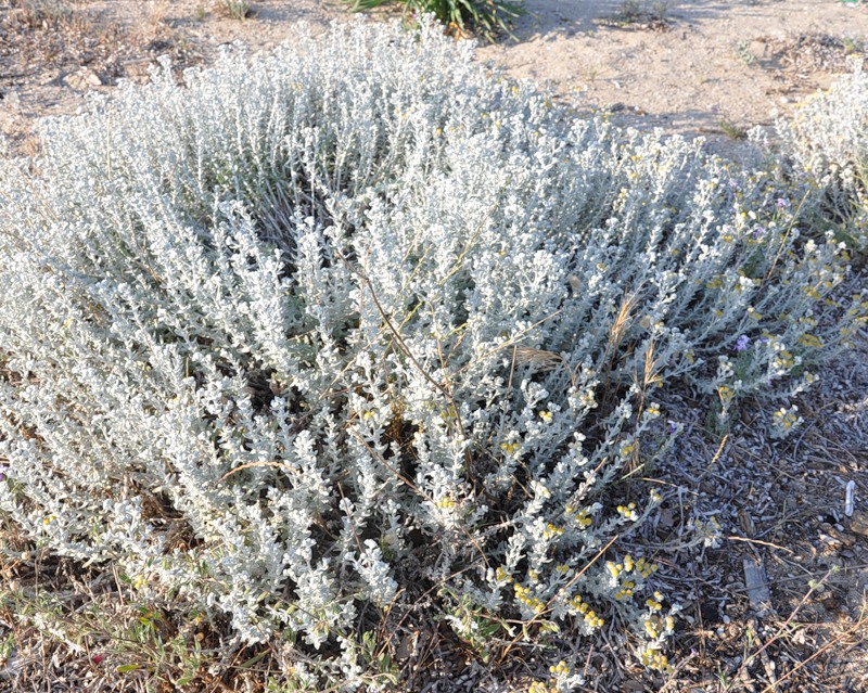 Изображение особи Otanthus maritimus.