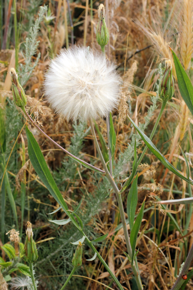 Image of Scorzonera songorica specimen.