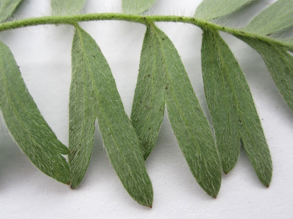 Image of Potentilla bifurca specimen.