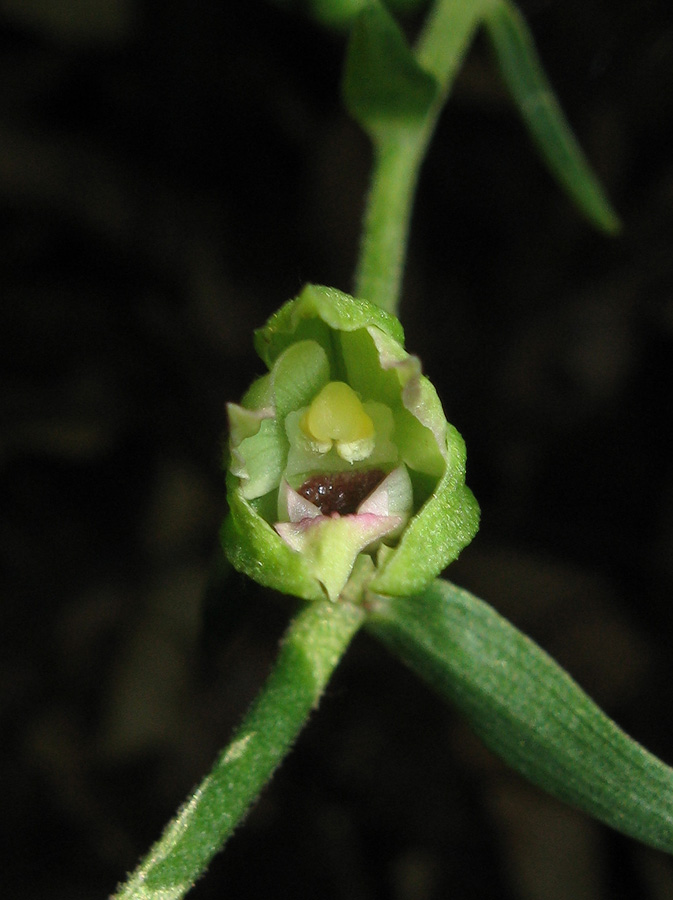 Image of Epipactis muelleri specimen.