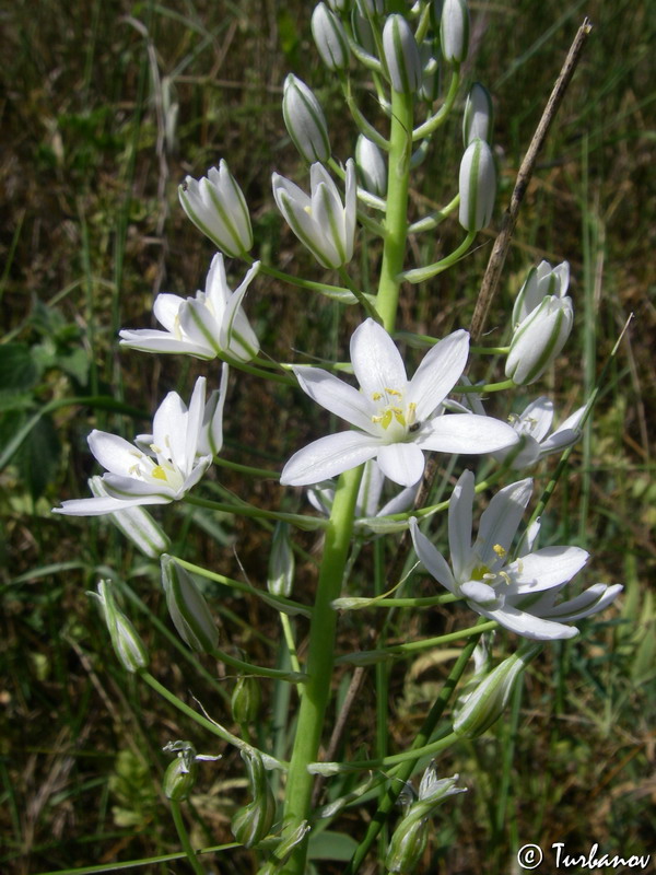 Image of Ornithogalum ponticum specimen.