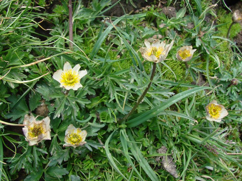 Image of Trollius komarovii specimen.