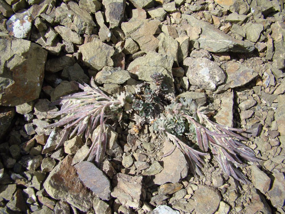 Image of Oreoblastus flabellatus specimen.