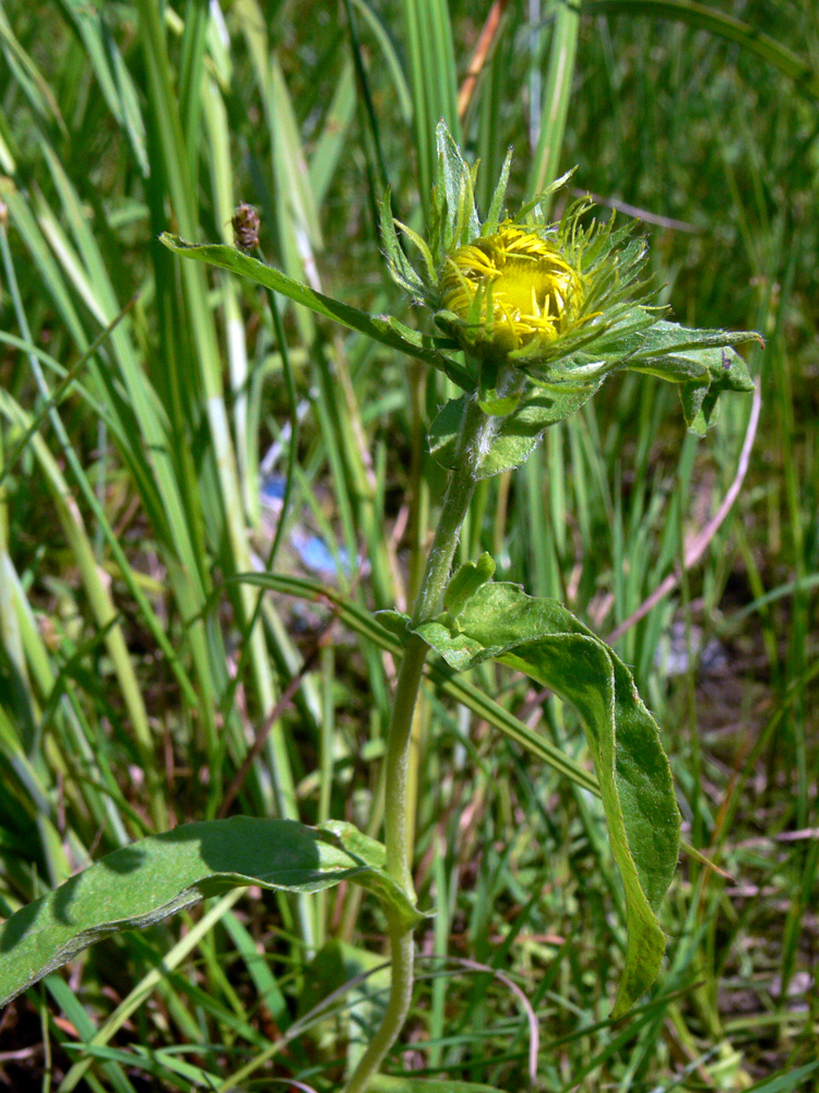 Изображение особи Inula britannica.