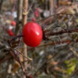 Rosa cinnamomea. Плод. Свердловская обл., окр. г. Североуральск, поляна, заросшая травой, в районе скал Грюнвальдта. 06.10.2013.