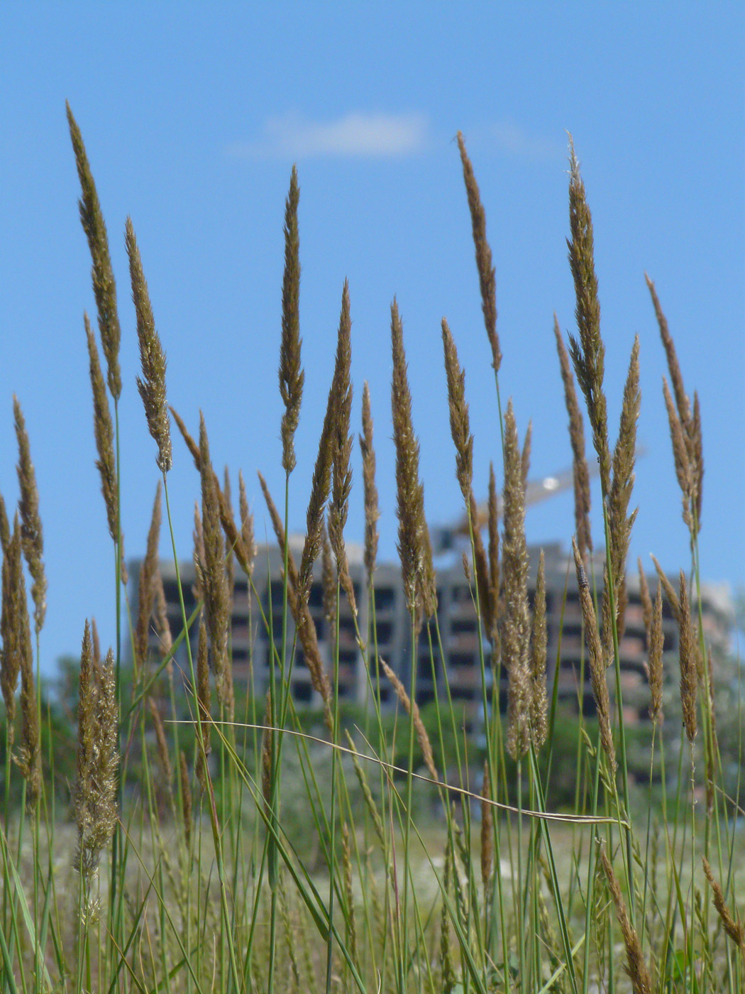 Image of Calamagrostis glomerata specimen.