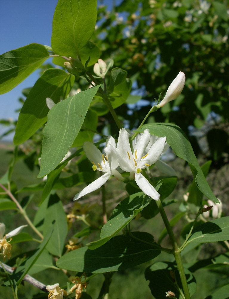 Изображение особи Lonicera tatarica.